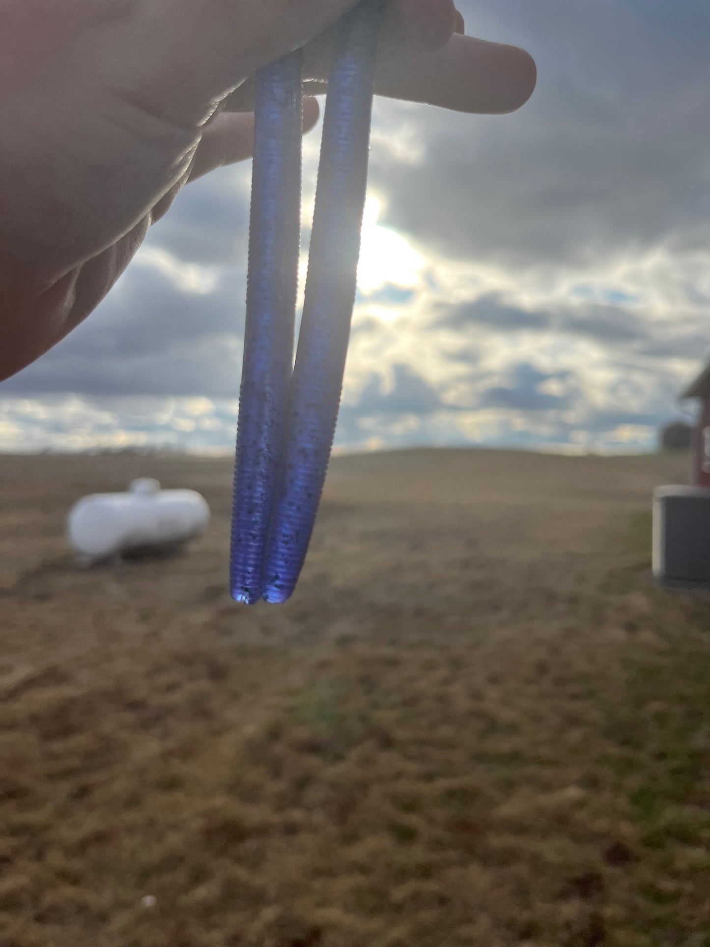 June Bug 5 Inch Senko ( 8 pack )